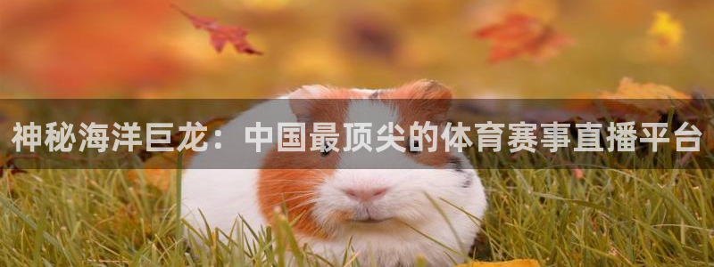 劲爆体育节目表直播：神秘海洋巨龙：中国最顶尖的体育赛事直播平台
